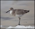 _6SB0114 atlantic willet